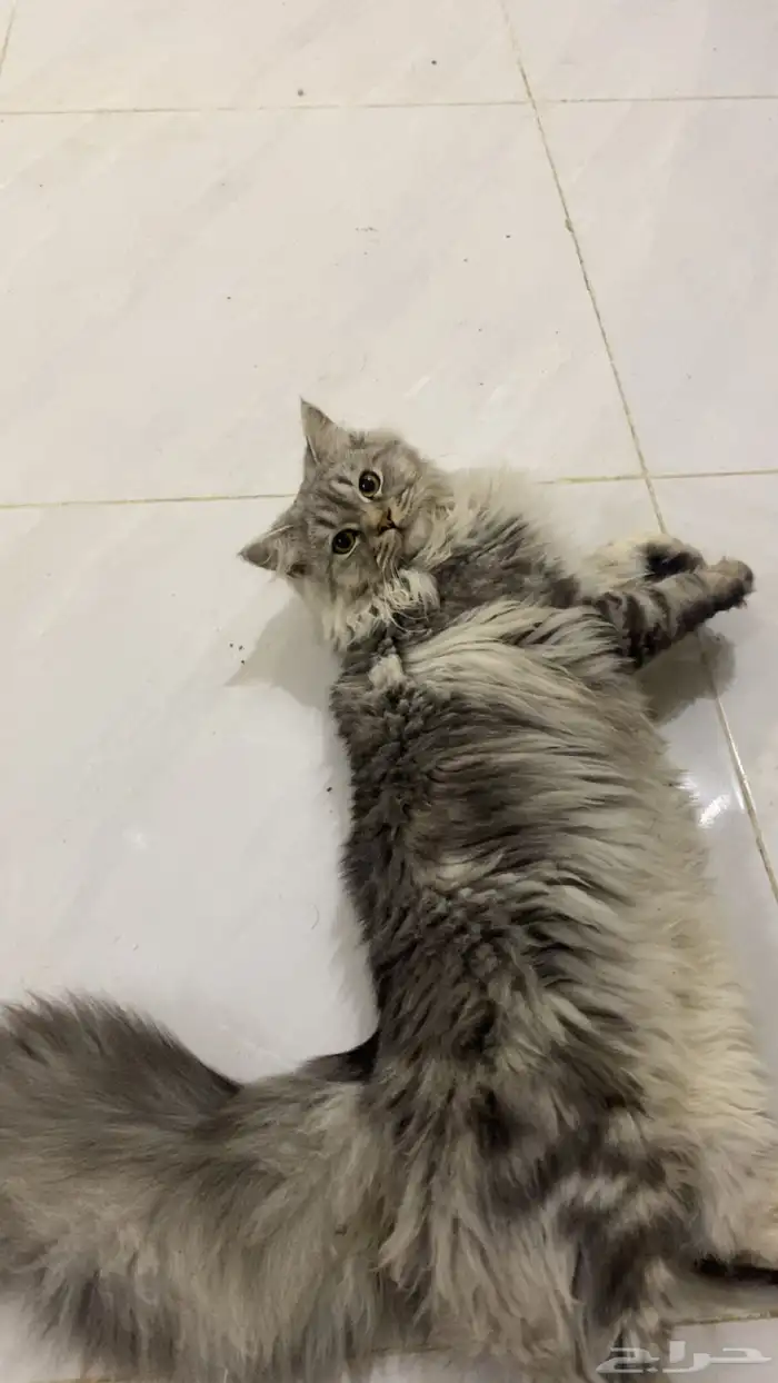 قطط ل التبني 5