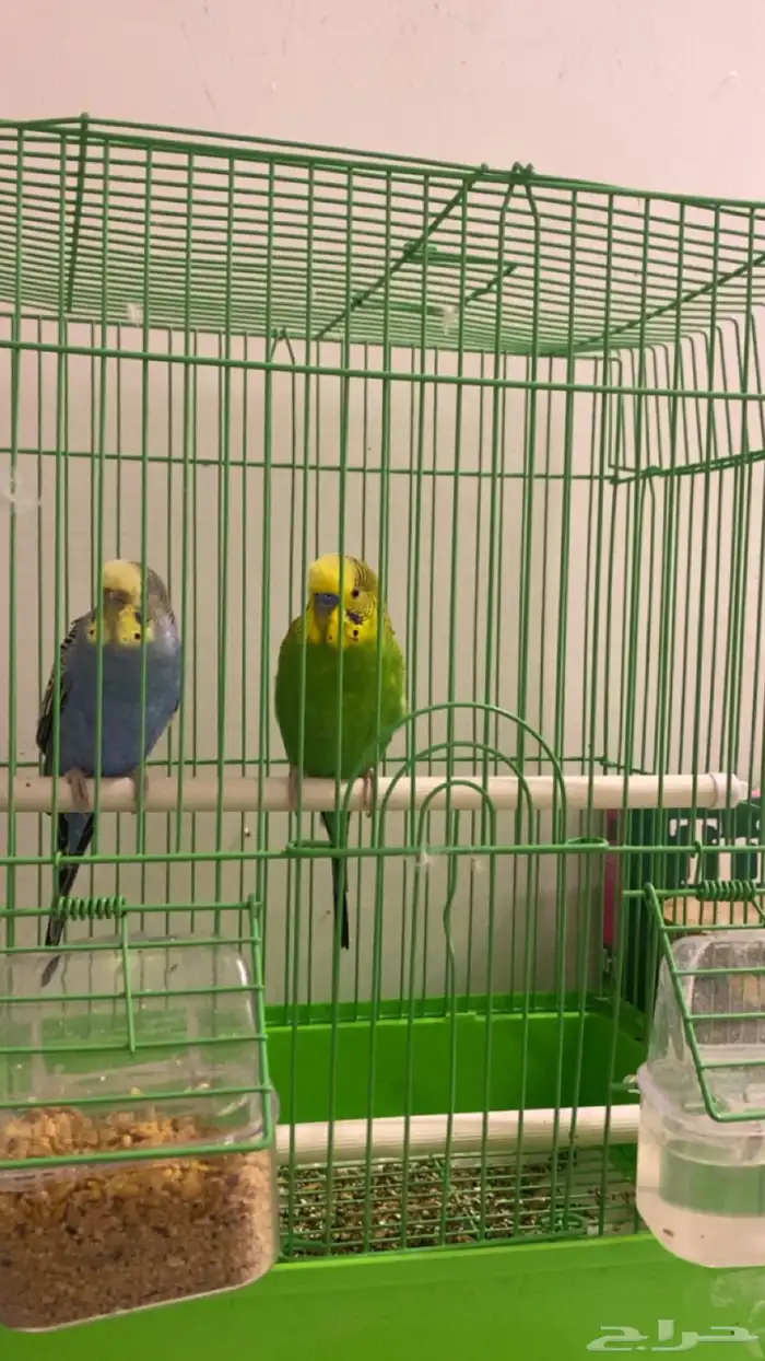 عصافير الحب 1