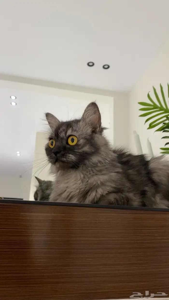 قطة شيرازية هملايا للبيع 1
