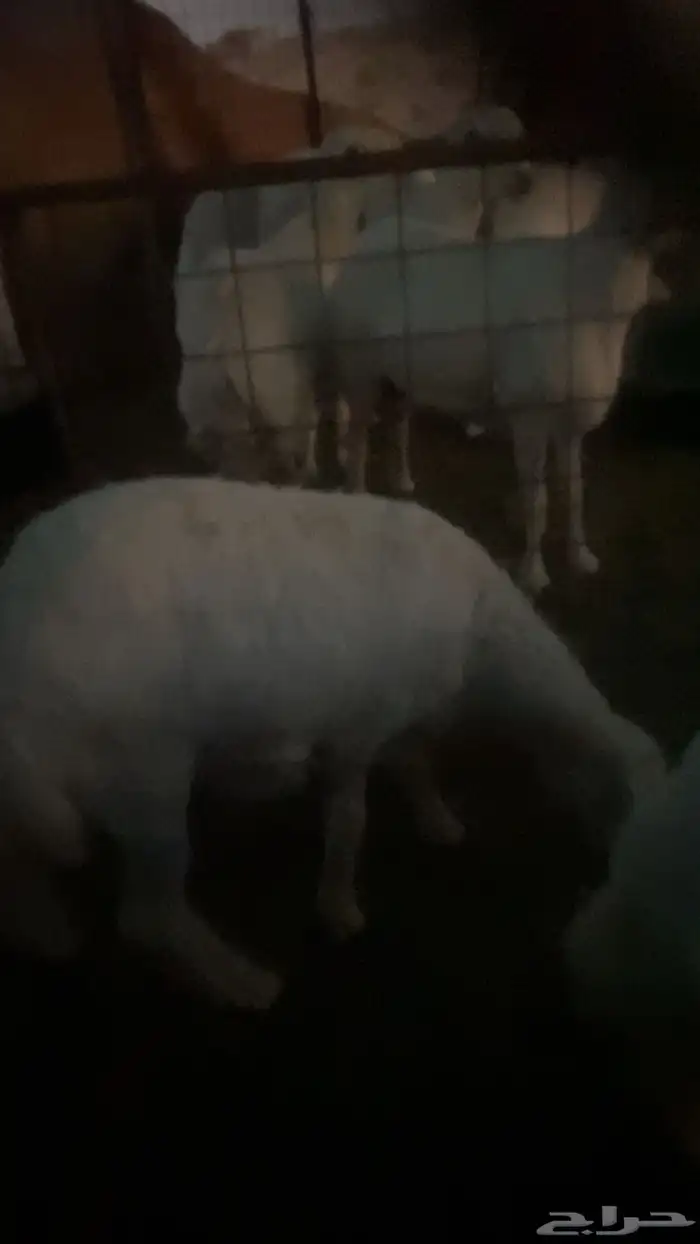 للبيع طلي خروف 0