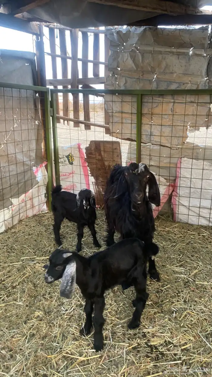 عنز ولد معها اثنين تيس وجفره الديوس سليمه 2