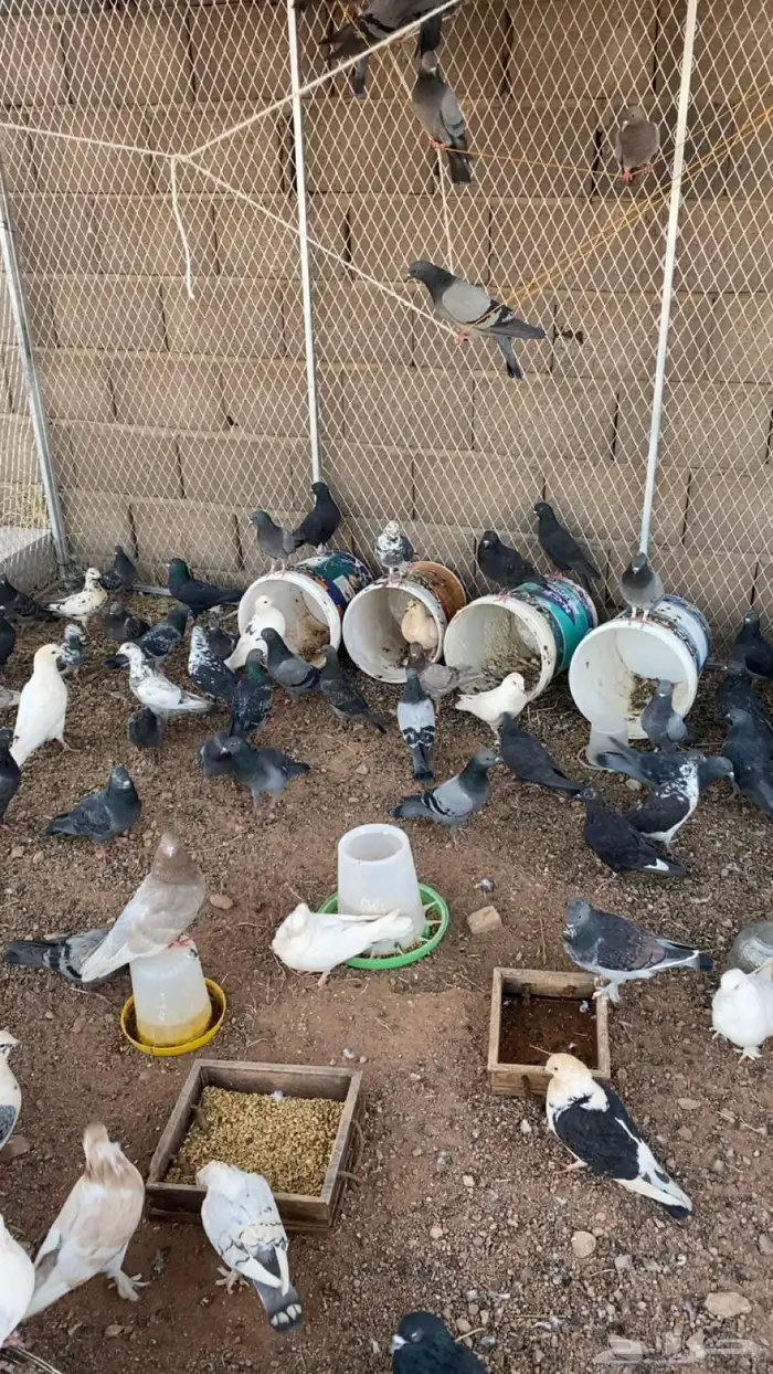 حمام بلدي و زاجل وكشكي مخلط مع الشبك والسطول 1