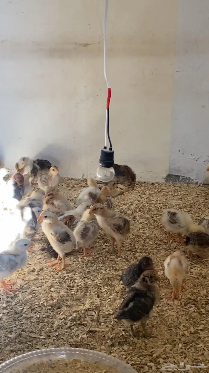 صوص بلدي للبيع 0