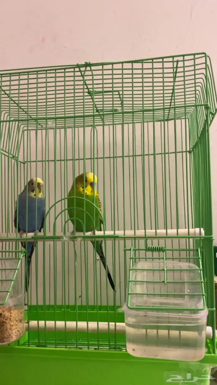 عصافير الحب   ذكر و اثنى 1