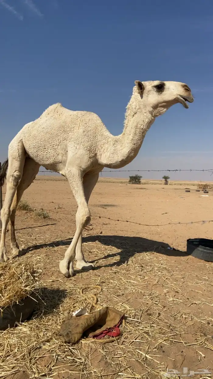 بكره باتليه مفروده 1