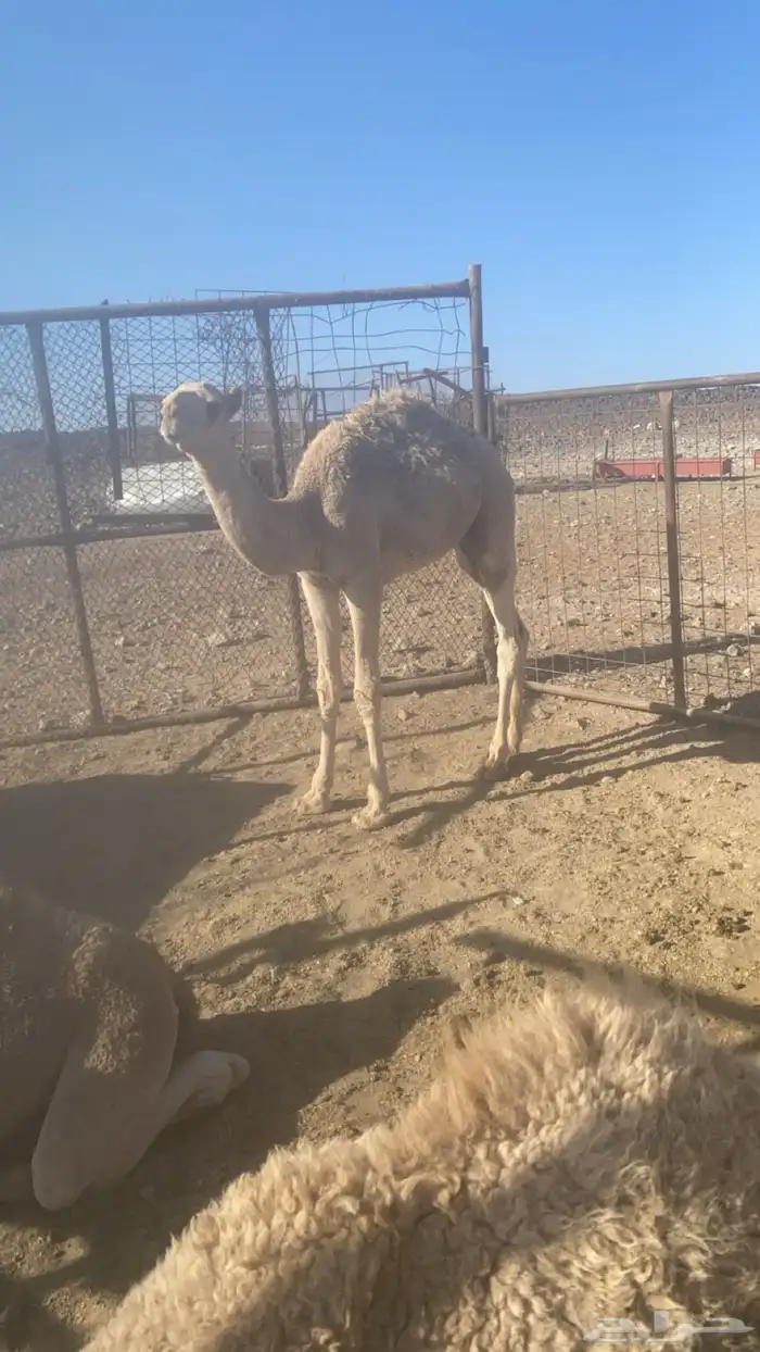 قعود قصب للبيع 1