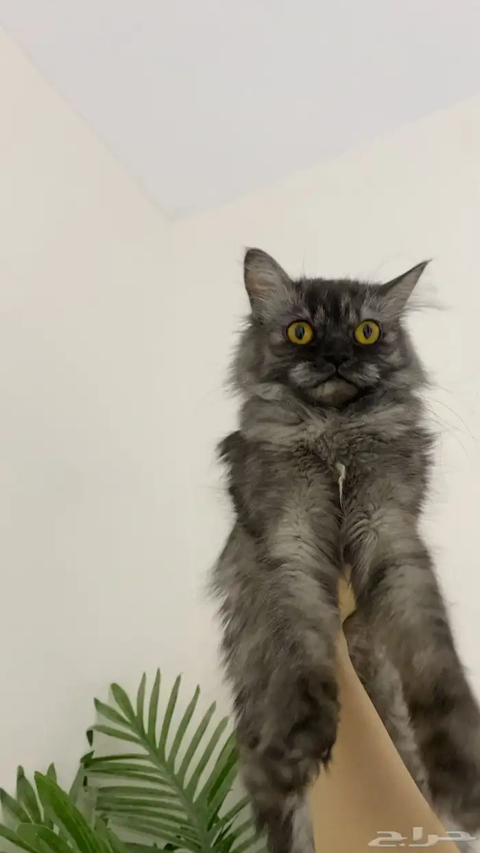 قطة شيرازية هملايا للبيع 3
