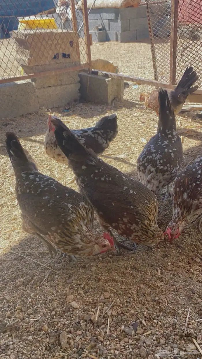 دجاج ماكنتوش العربي القديم 42