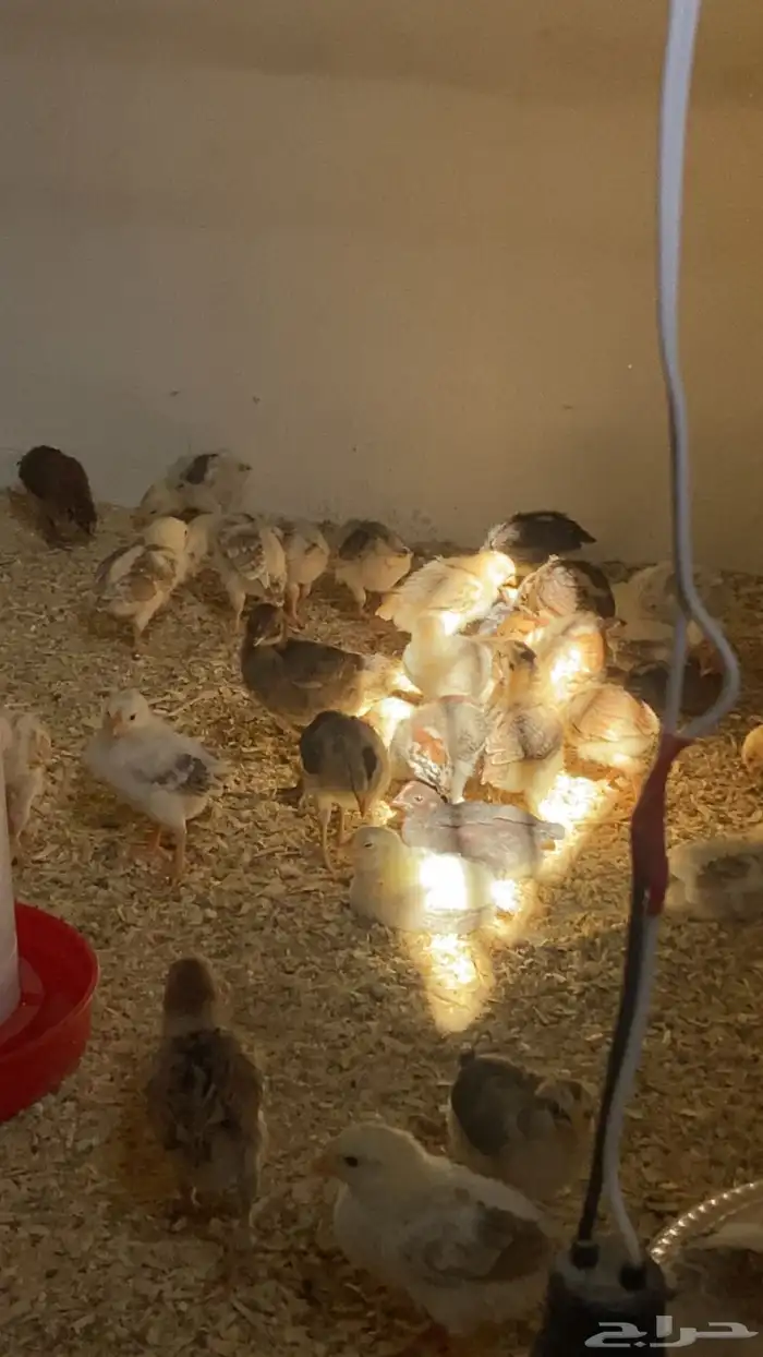 صوص بلدي للبيع 2