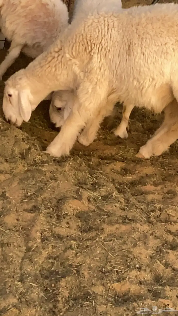 للبيع مشروع فحل 1