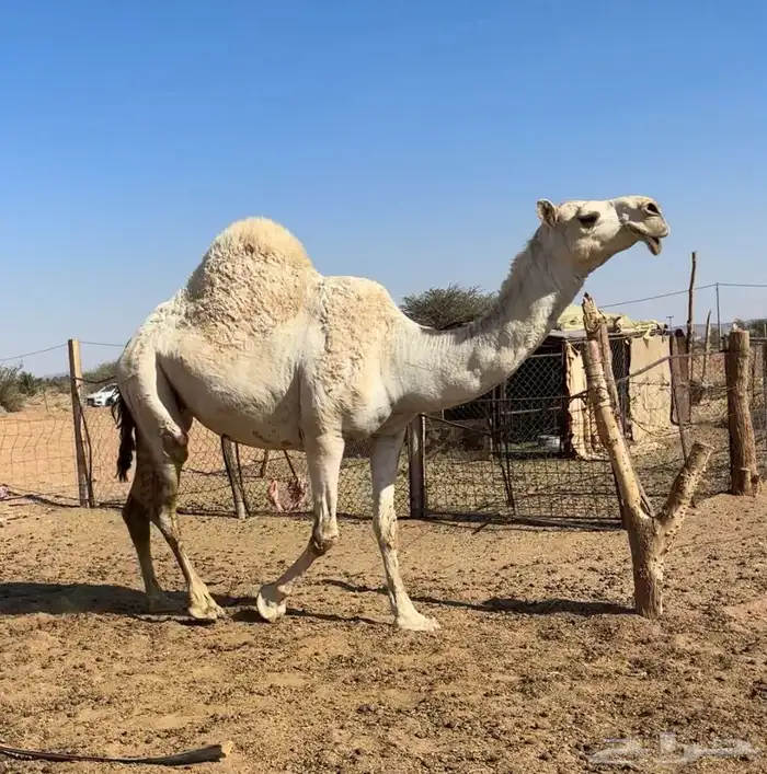 لقحه وضحاء 1