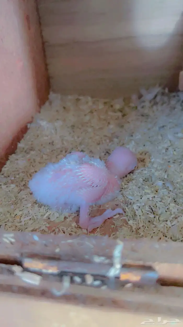 ازواج روز البينو عيون حمر منتجه 13