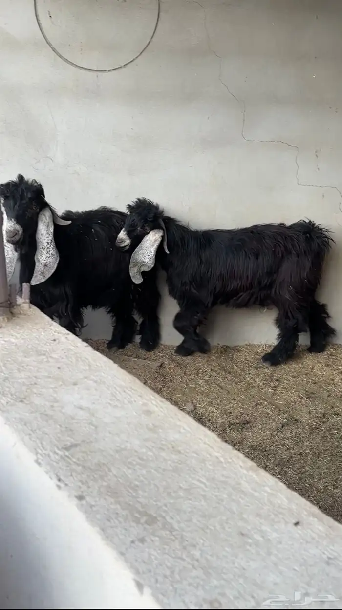 تيوس عوارض جذعان 2