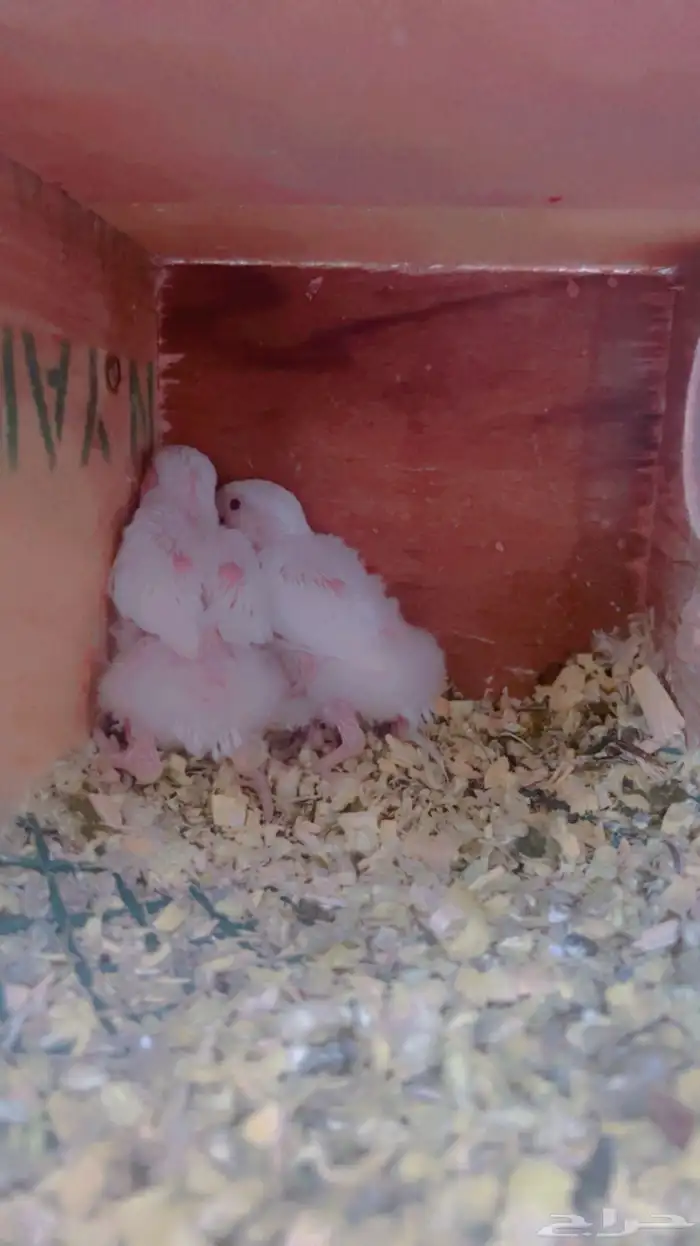 ازواج روز البينو عيون حمر منتجه 16