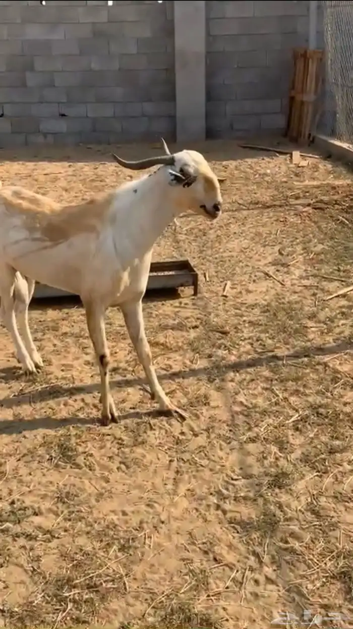 تيس بيشي فاخر مد إنتاج فاخر ما شاء الله تبارك الله 0