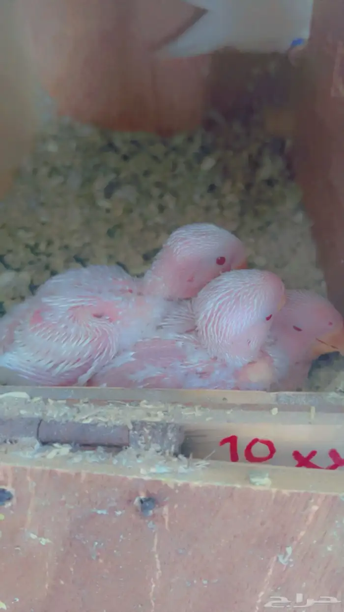 ازواج روز البينو عيون حمر منتجه 11