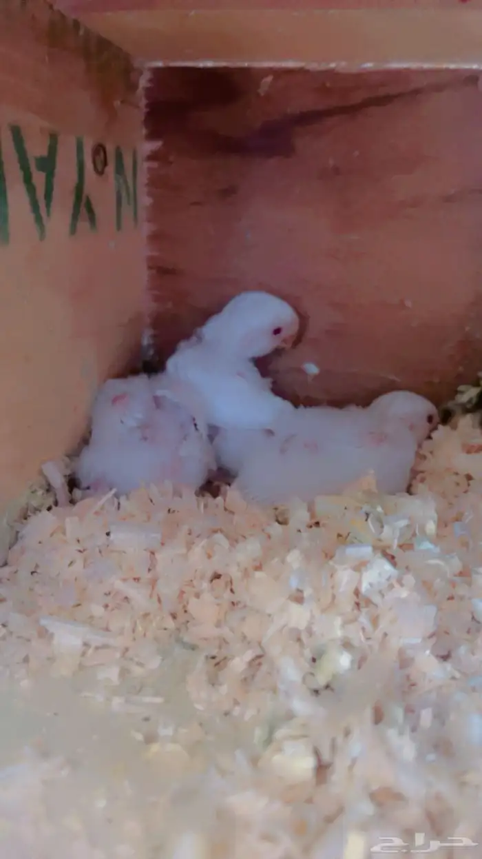 ازواج روز البينو عيون حمر منتجه 14