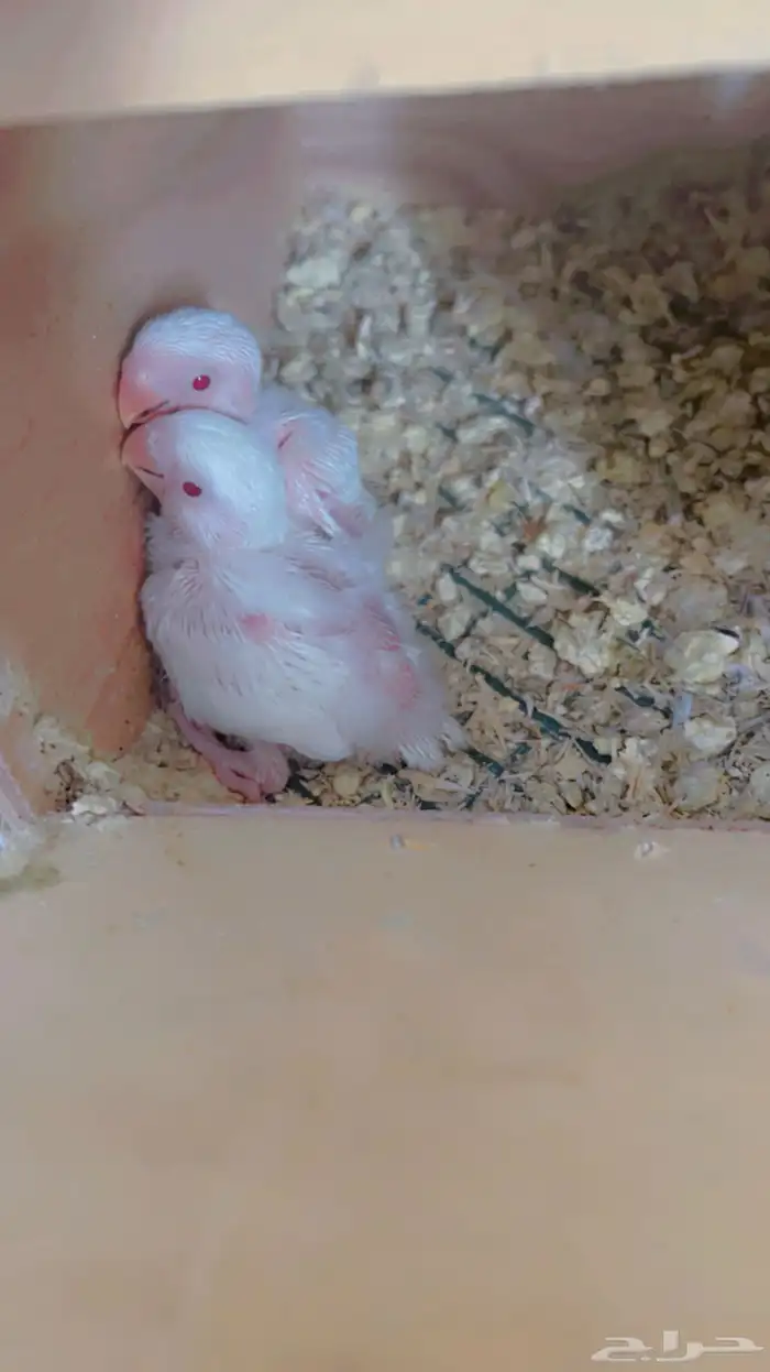 ازواج روز البينو عيون حمر منتجه 12