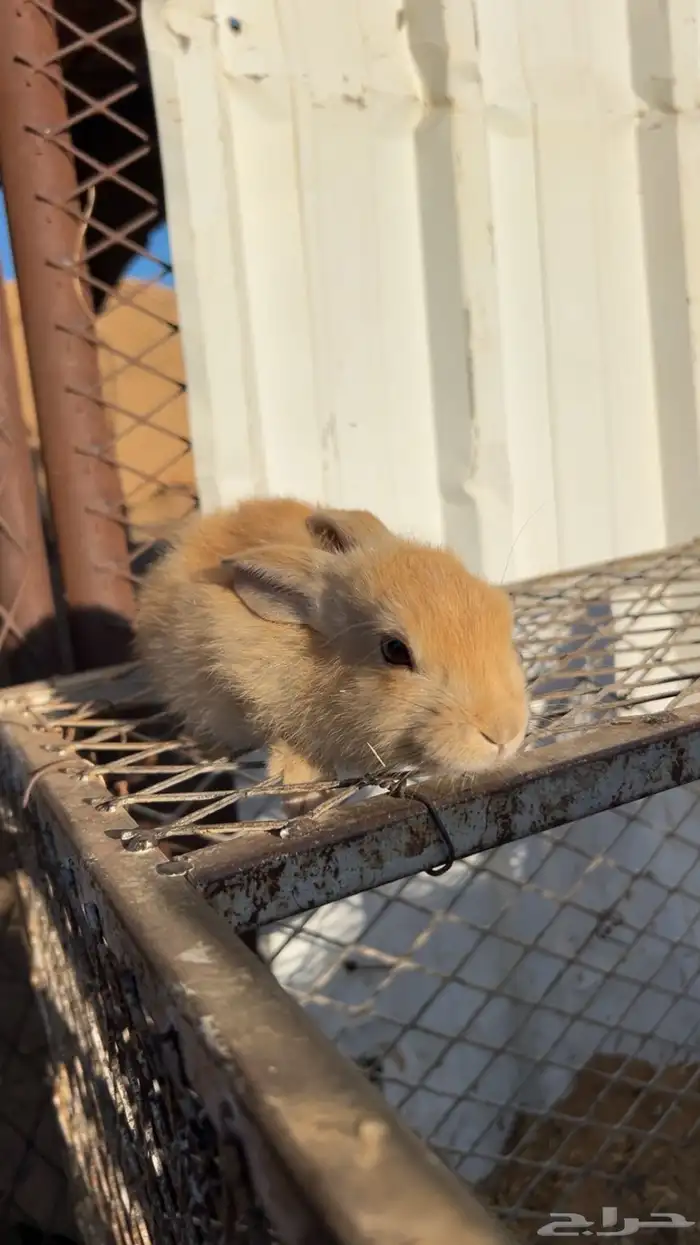 ارنب للبيع 0