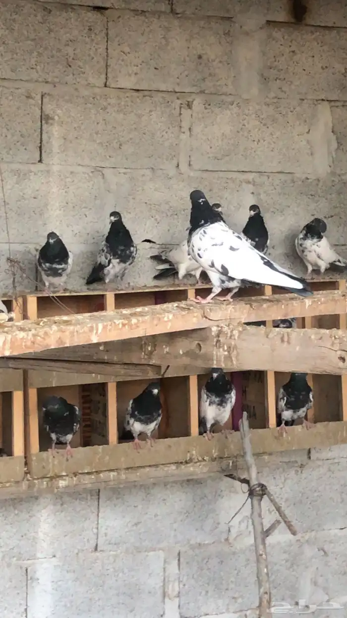 حمام باكستاني تيدي بيور 7