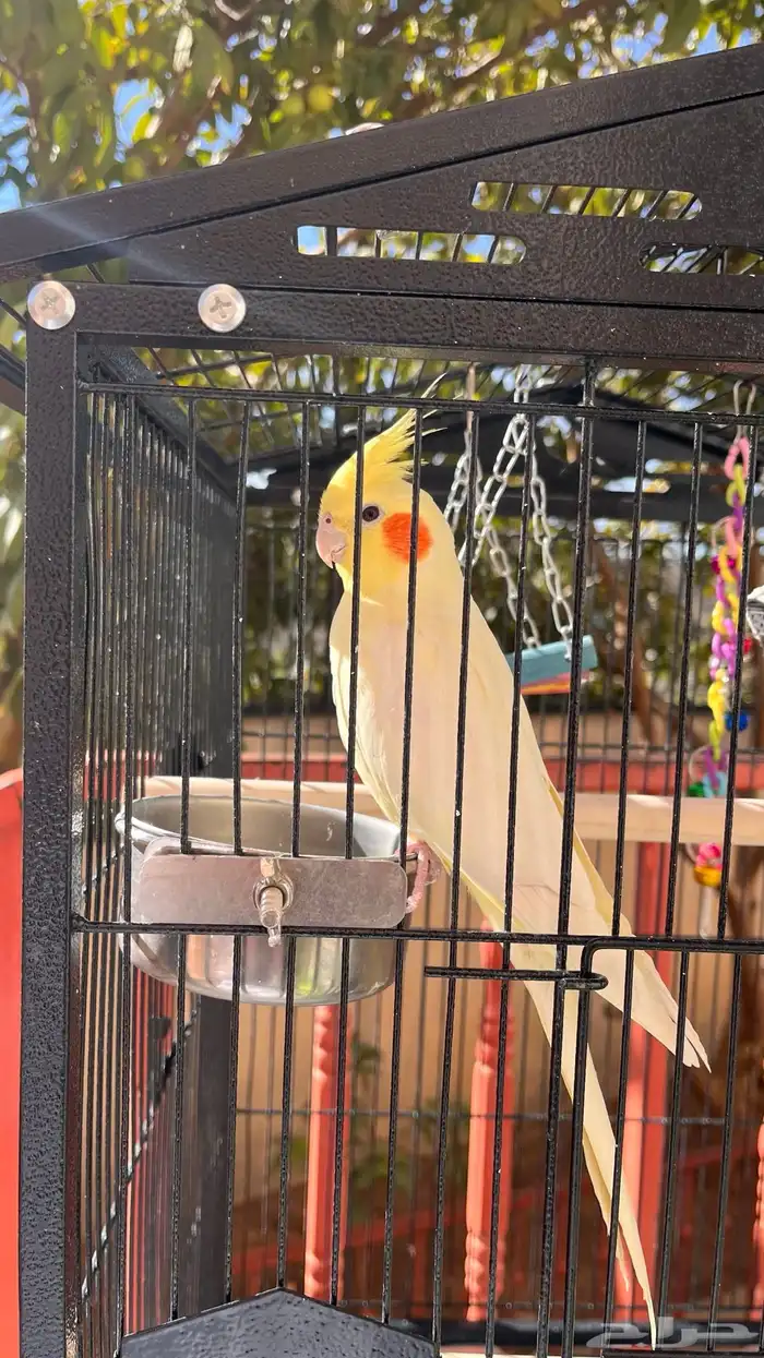 كروان اليف جدا 0