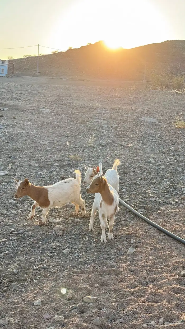 جفرات ماعز قزم 2