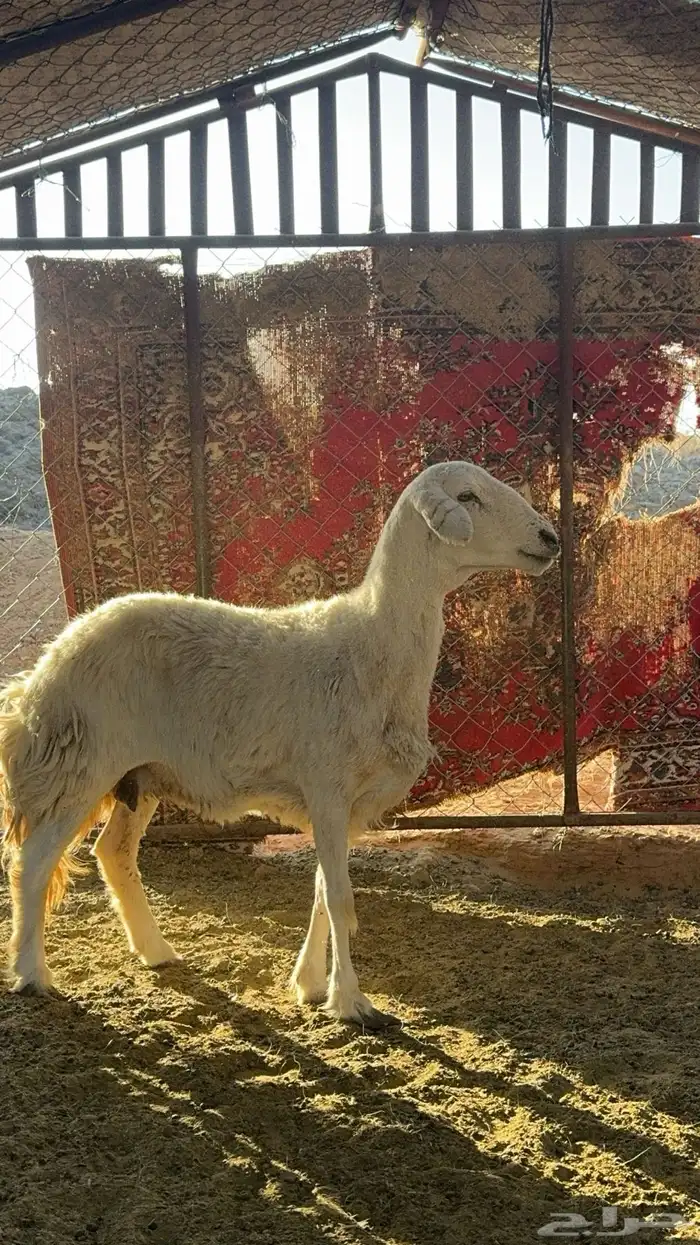 نعجه حرشا طيبه 2