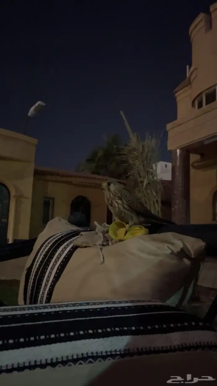 باشق او شبوط على السوم 0