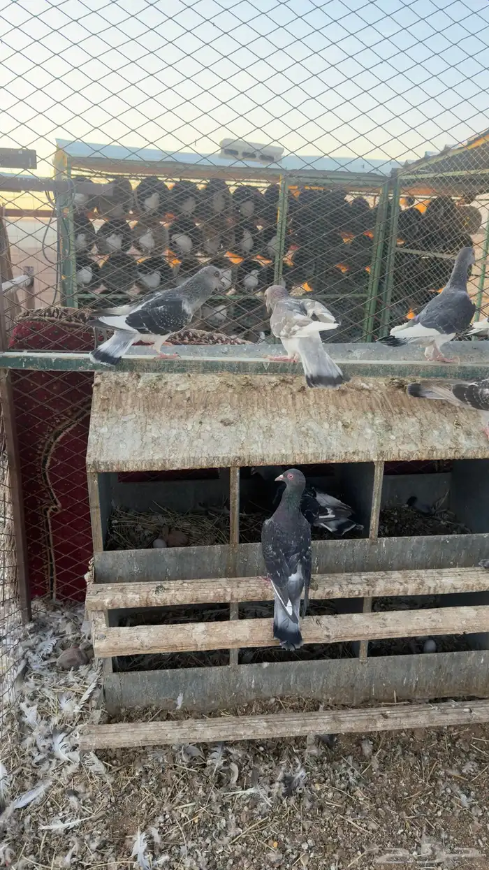 حمام زاجل الماني 4