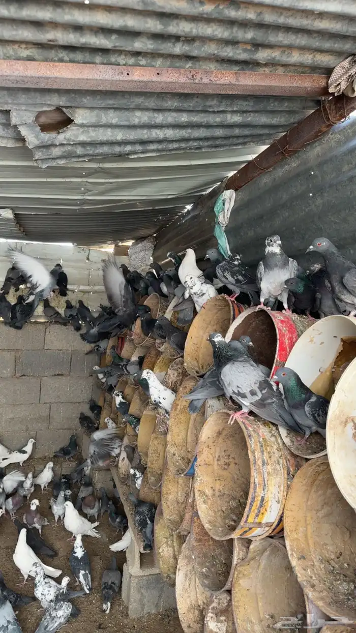 للبيع حمام سرح شرط وقوي وحمام عادي قوي 1