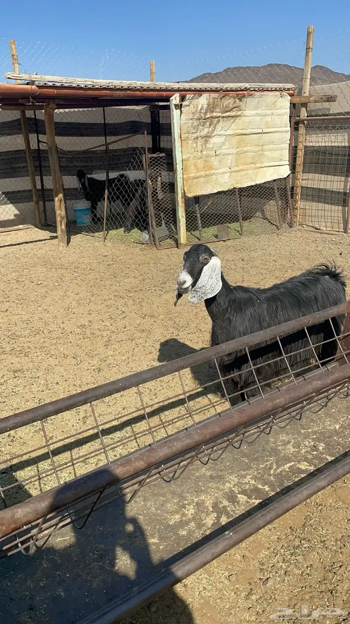 عنز عارضيه مضرع 0