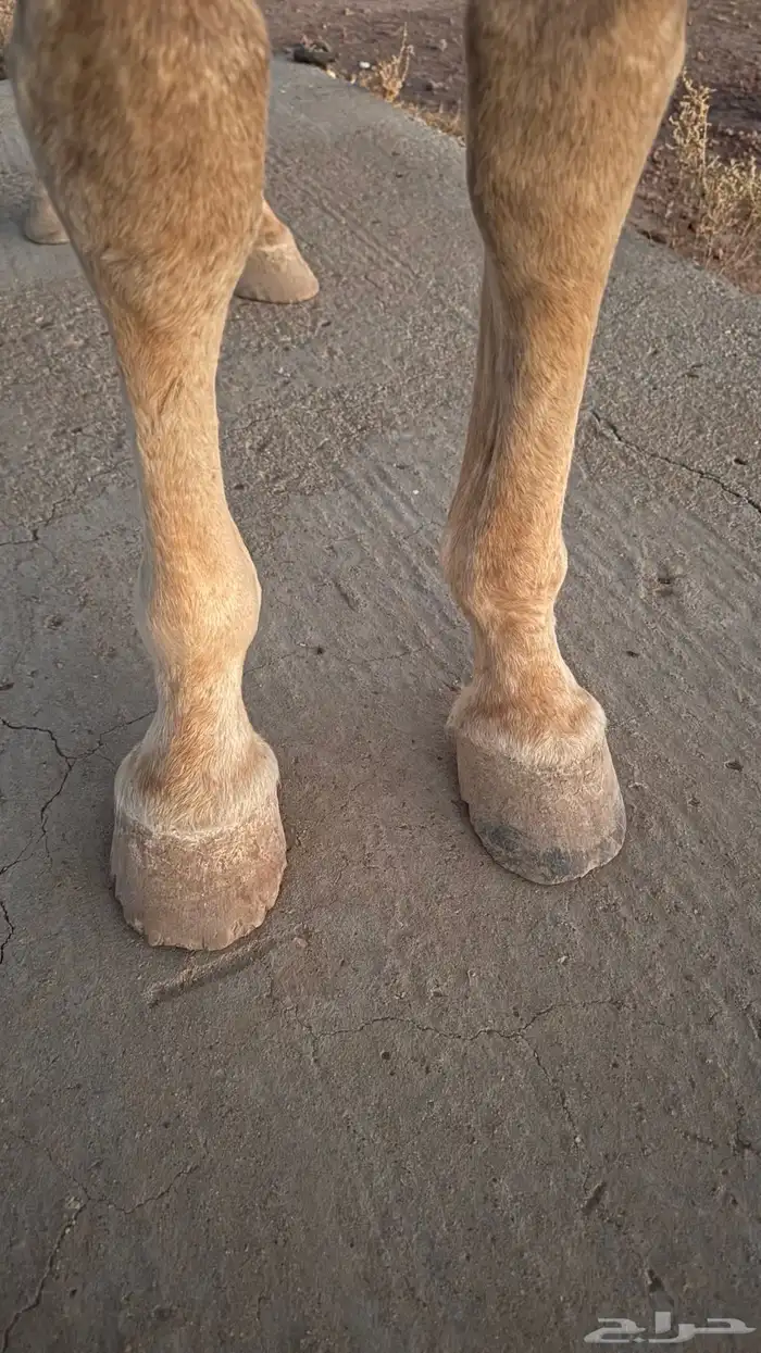 حصان ركوب شعبي شيخ 4