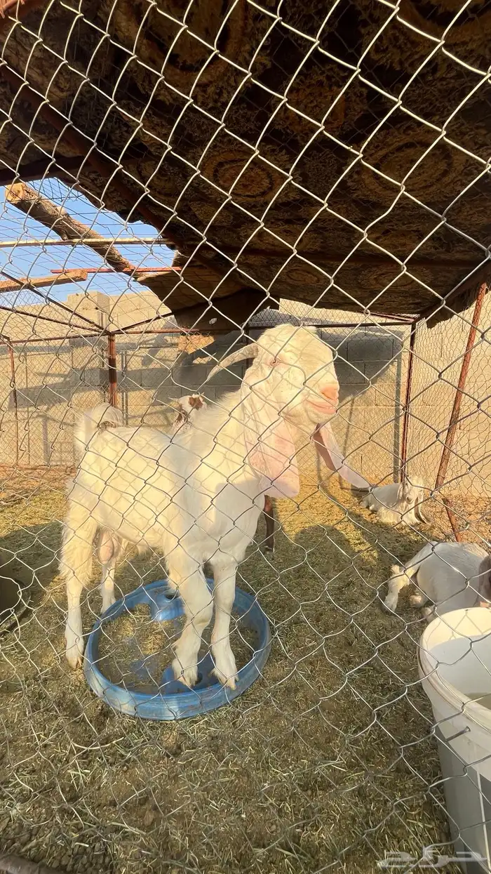 تيس عارضي مصري فحل 6