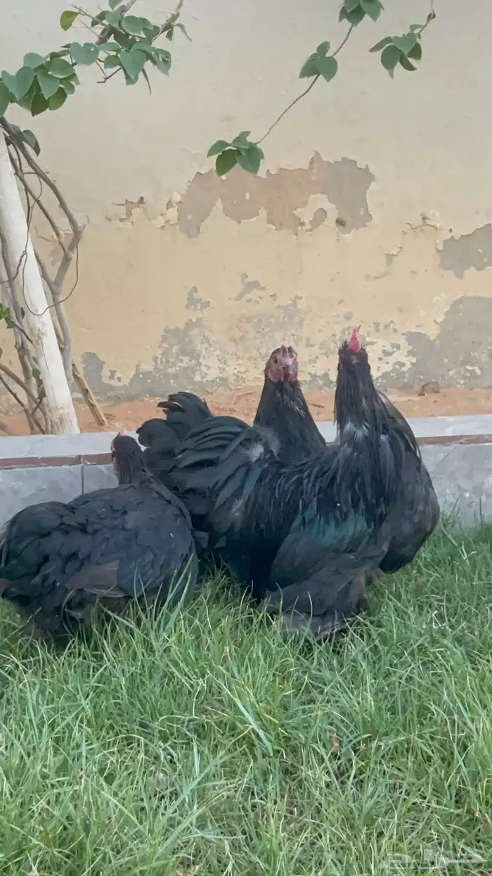 بيض دجاج زينة مخصب بإذن الله 25