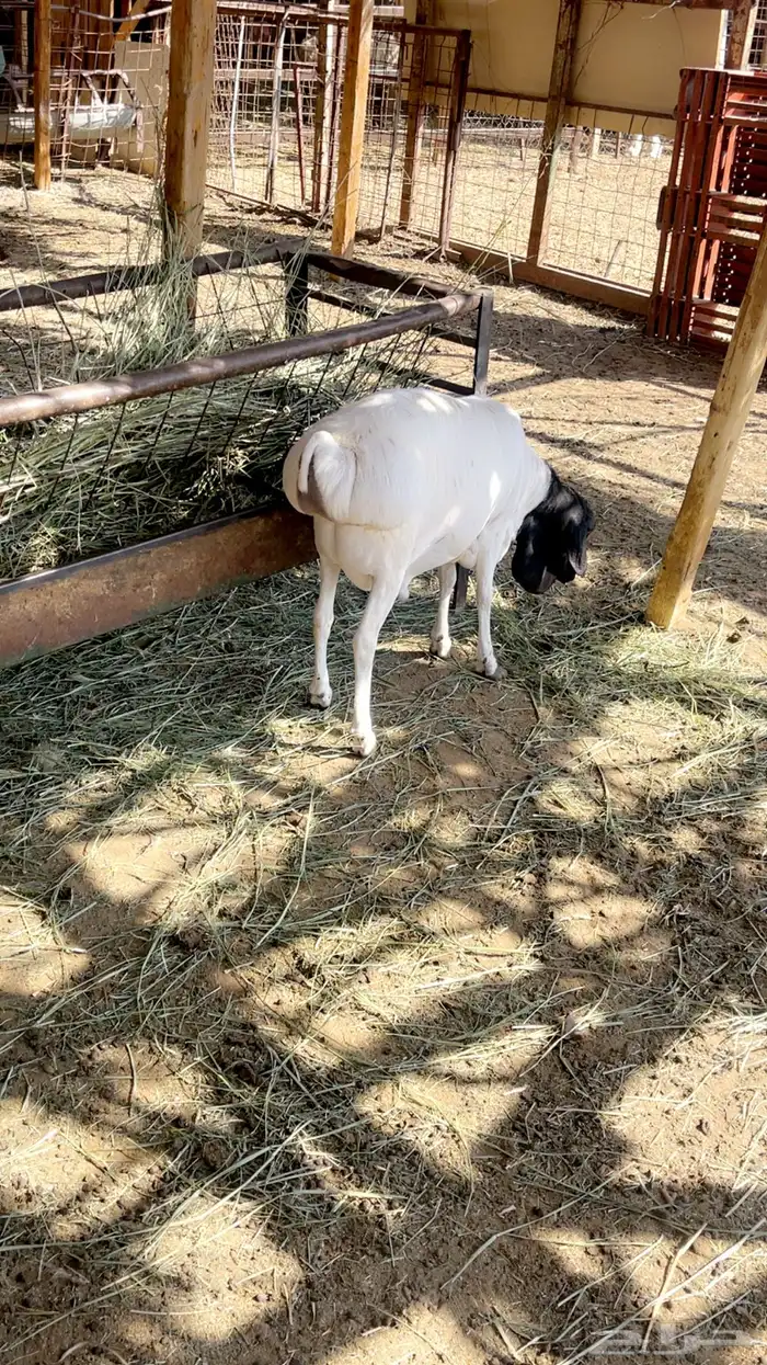 طليان مرابي تربيه طيبه 2