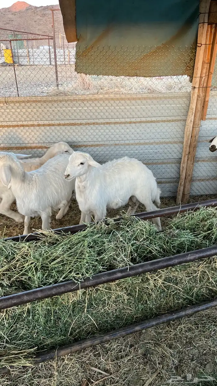 طليان ذبايح 5