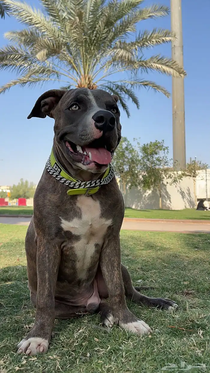 كلب بيتبول ريد نوز 6 شهور لعوب دم حار 1