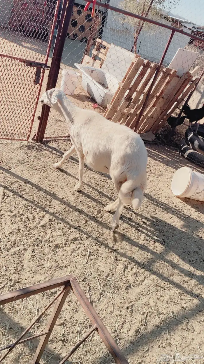 نعجه مسوي حايل 0