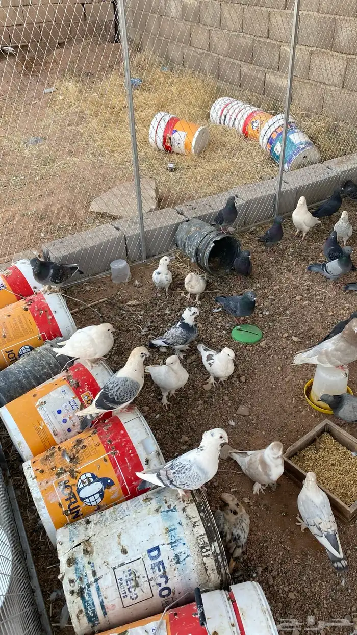 حمام بلدي و زاجل وكشكي مخلط مع الشبك والسطول 0