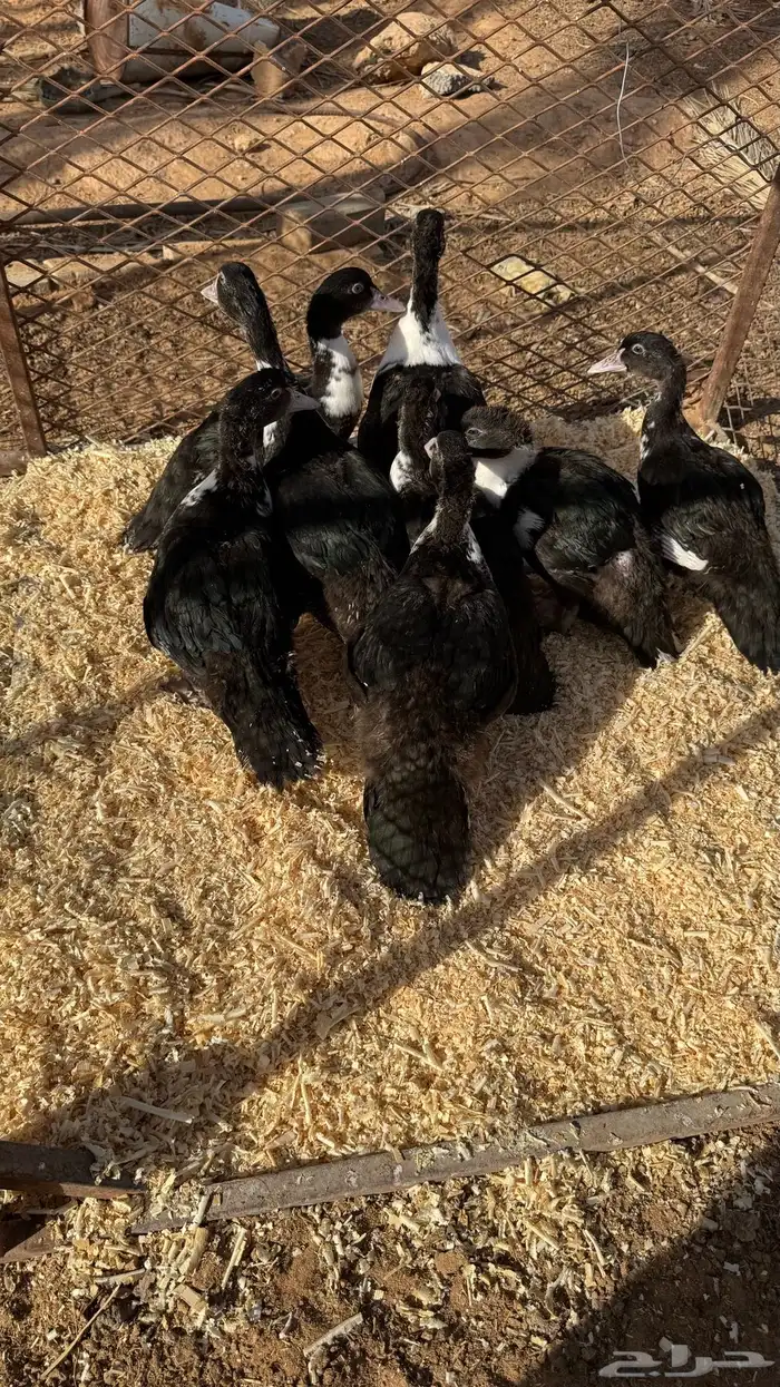 صيصان بط مصري 0