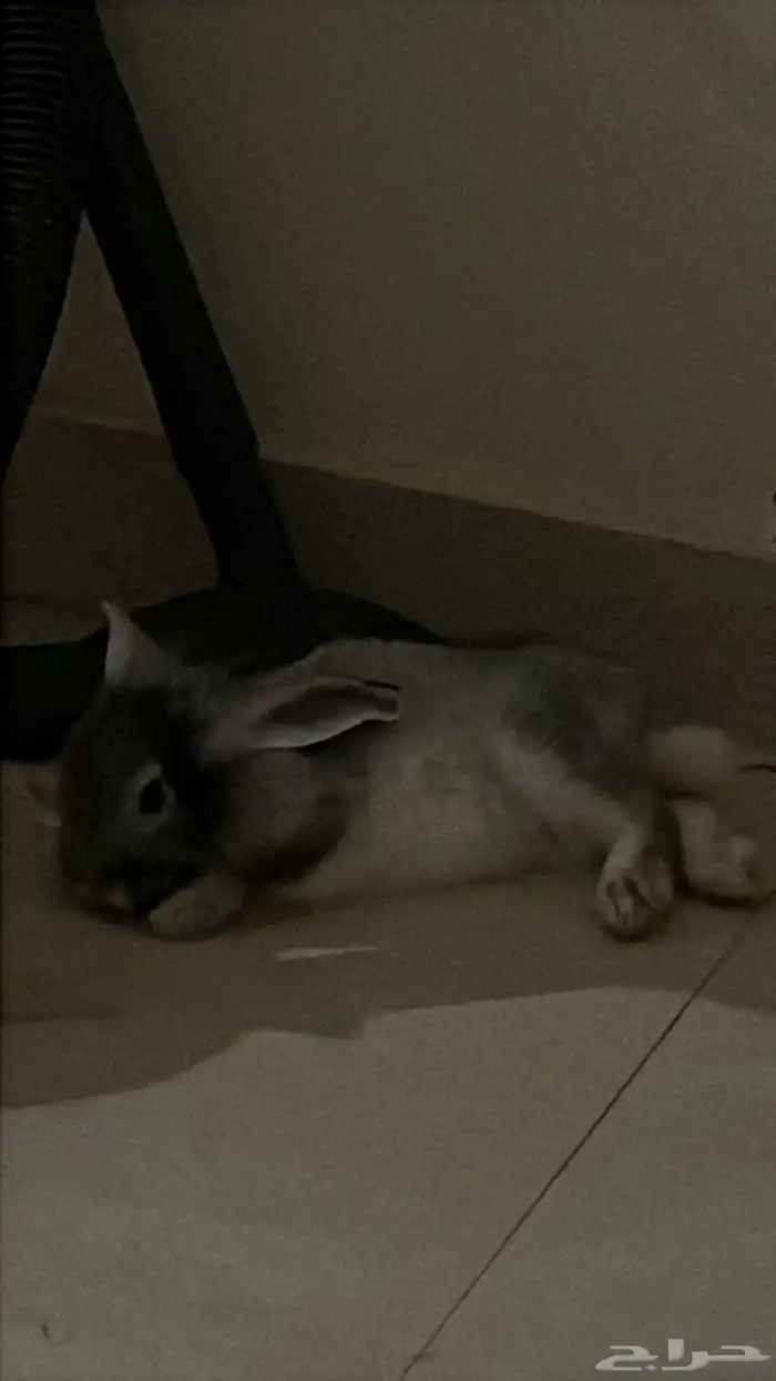 ارانب للبيع 0