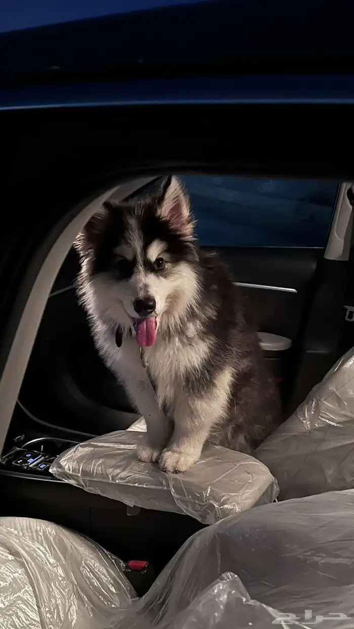 كلب هاسكي الاسكا مالموت 6