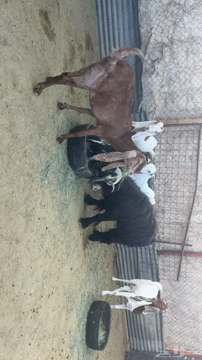 معزاء العدد 5 وتيس تام حار 5