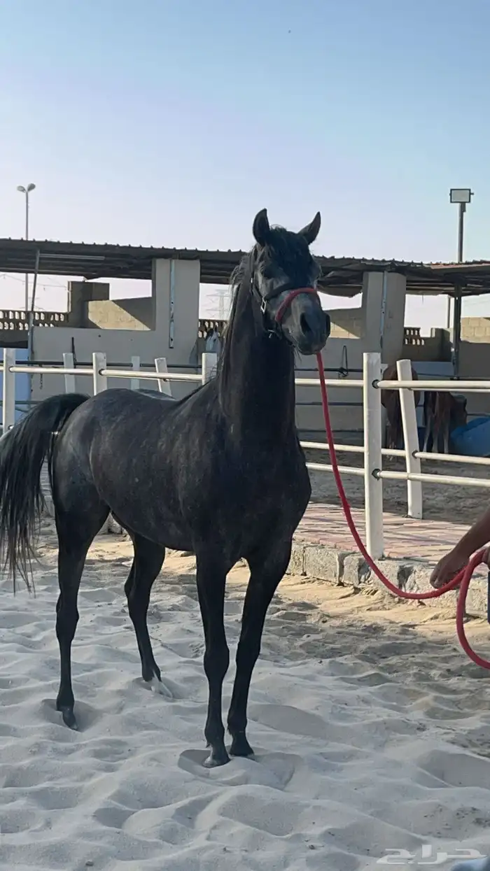 خيل 2
