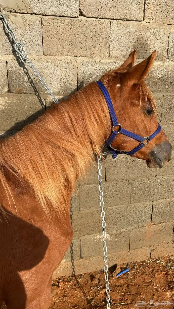 مهره عربيه شعبيه 0