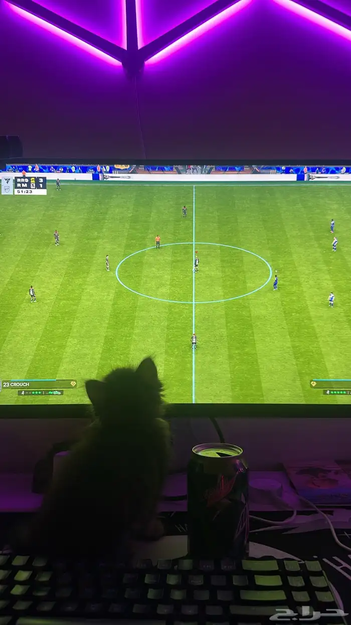 قط شيرازي للتبني شهرين ونص 3