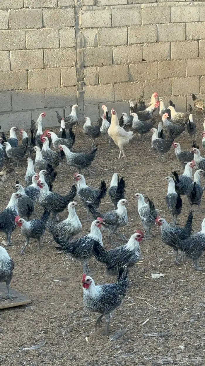 دجاج فيومي 2