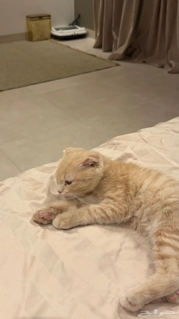 هرة سكوتش فولد 8