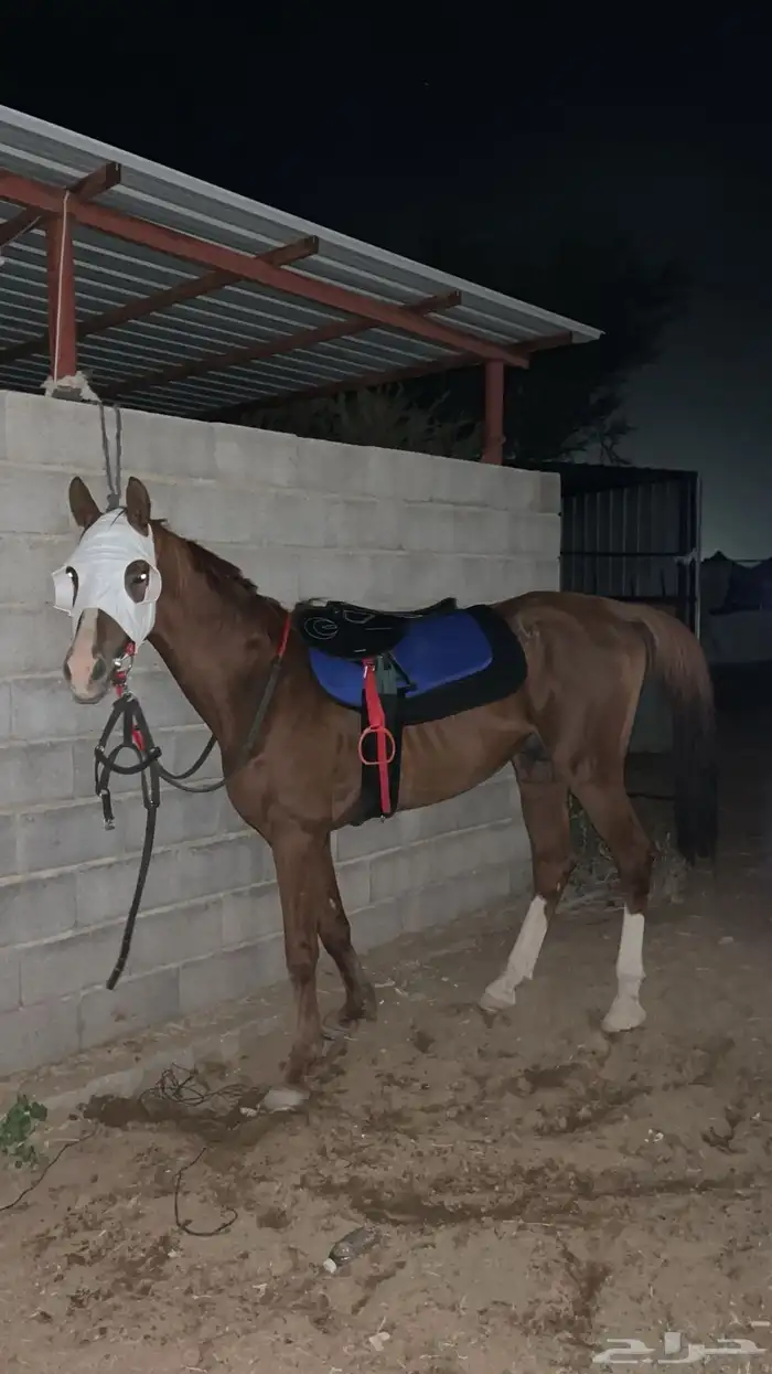 حصان شعبي طيب 0