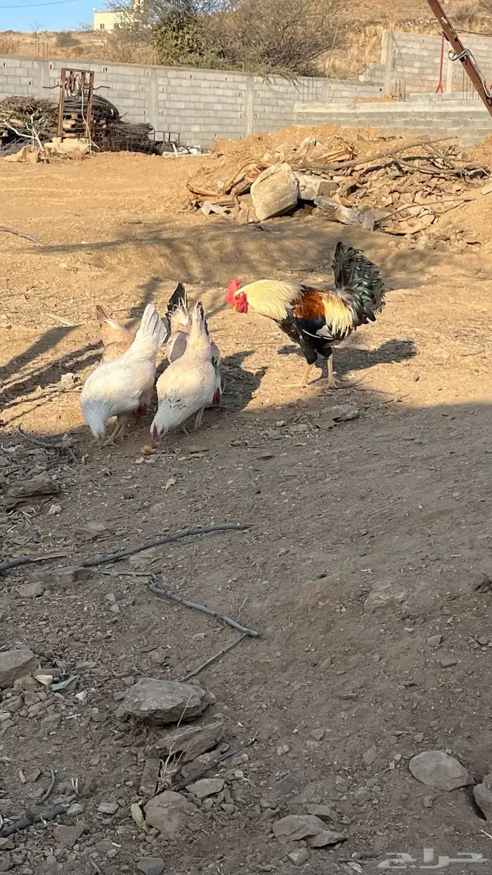 دجاج شوكي اصيل 2